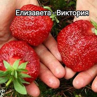 саж: Саженцы садовой земляники (клубники) — проверенные сортовые позиции — 6