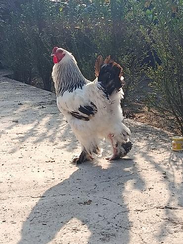 ovculuq və baliqciliq: Xoruz, Brama, il: 2, Ödənişli çatdırılma — 6
