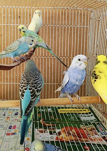 tutuquşu qiymətləri: Tam sağlam evde baxdigm quslardi.hamisini götürene 10 manatdan . Tek — 2