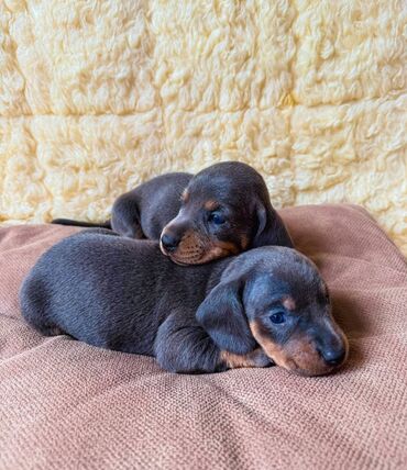 Psi: Jaze malog rasta oštenjene 23.08.2025.Uvezena genetika iz — 4