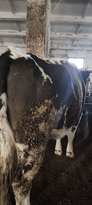 Коровы, быки: Продаю | Корова (самка) — 25