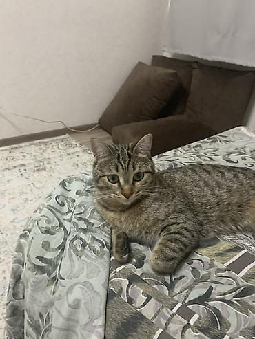 пантера слыв: Кошка даром: Беспородная, 4 года, Мальчик — 7
