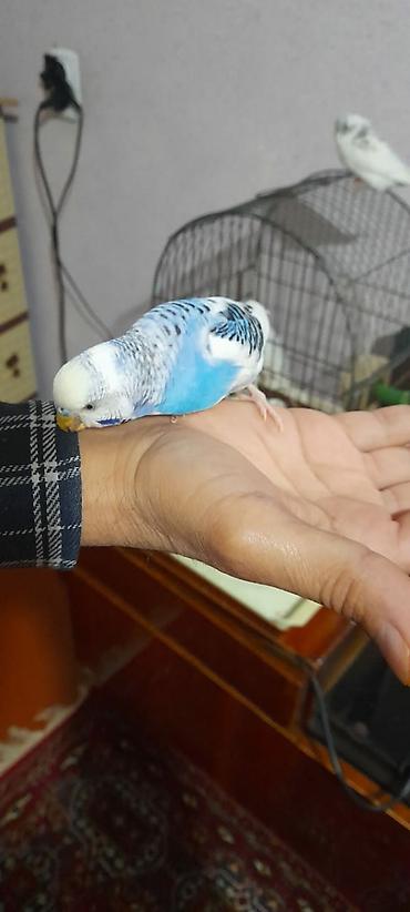 Tutuquşları: Ələ öyrəşmiş quşdu fikri ciddi olan vatcapa yazsin sumqayìt — 15