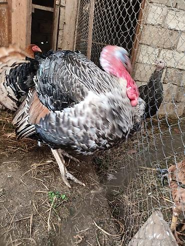 Hinduşkalar: Erkək, Damazlıq — 1