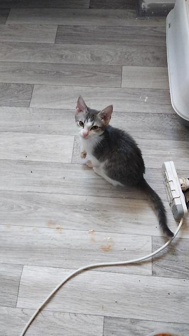 кошка пушистая: Кошка даром: Сибирская, 3 месяца, Мальчик — 3