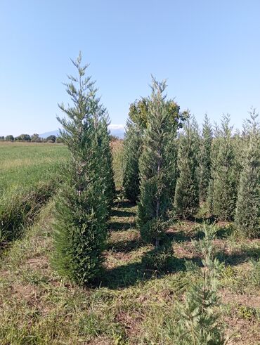 Ağaclar: Her növ ağaclar ve dekarativ ağaclar çox ucuz ve qarantili gubresiz — 6