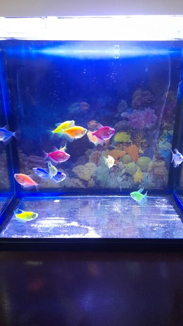 купить аквариум в баку: Аквариум с 15 рыбками.Есть декор в виде камушек растений и ракушка