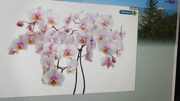 Натяжной потолок: Натяжной потолок Глянцевое, Матовое, 3D потолки Бесплатная консультация, Демонтаж, Бесплатный замер — 11