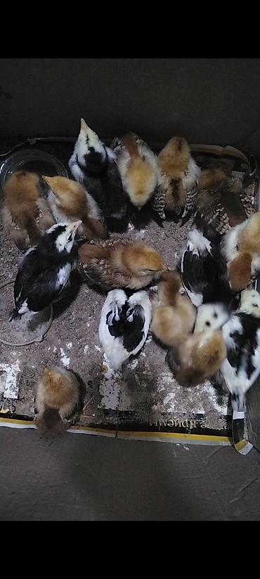 Toyuqlar: Toyuq, Ətlik -da lalafo.az — 22 Toyuqlar: Toyuq, Ətlik — 22