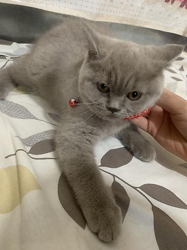 кошки сиамская: Скотиш Фолд (Шотландская вислоухая), 3 месяца, Девочка, Серый — 6