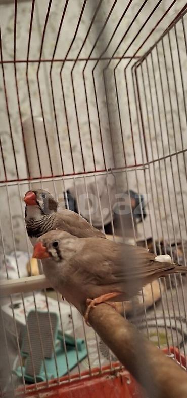 dişi: Amdiler satlir cutdu 8 ayligdi qefes qarsiq satlir yuva qoy bala al — 1