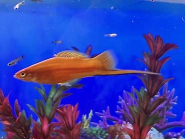 Balıqlar: Sülhsevər, Ödənişli çatdırılma -da lalafo.az — 18 Balıqlar: Sülhsevər, Ödənişli çatdırılma — 18