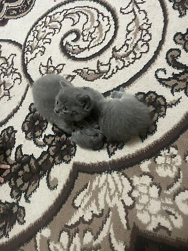 манчкин кошки: Британские котята, однотонные серые (blue). Круглая мордочка, плотная — 1