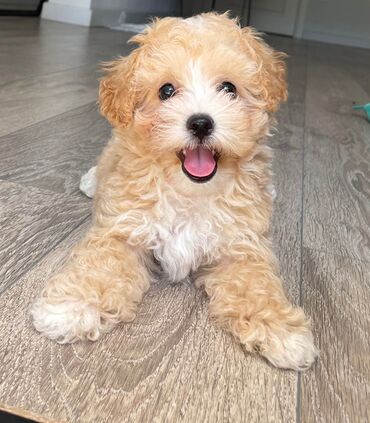 İtlər: 4 ay, Dişi, Peyvəndli, Ünvandan götürmə — 8