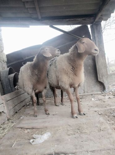 Бараны, овцы: Продаю | Овца (самка) | Для разведения | Племенные