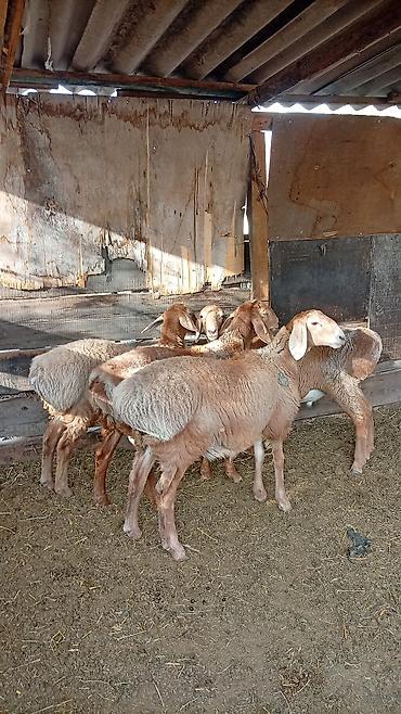 Продам с/х животных: Продаю | Ягненок | Для разведения — 2