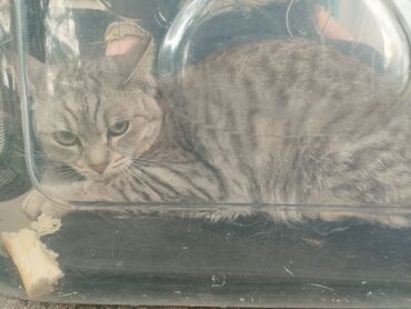 Коты: Продам кошку кошечка породы "шотландская прямоухая" родилась 14