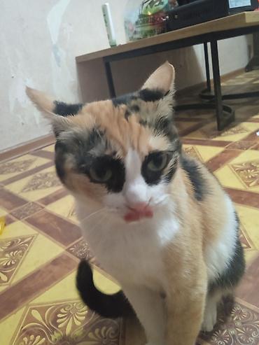 кошка манас: Скотиш Фолд (Шотландская вислоухая), более 5 лет, Девочка, Черепаховый, Приучена к лотку — 2