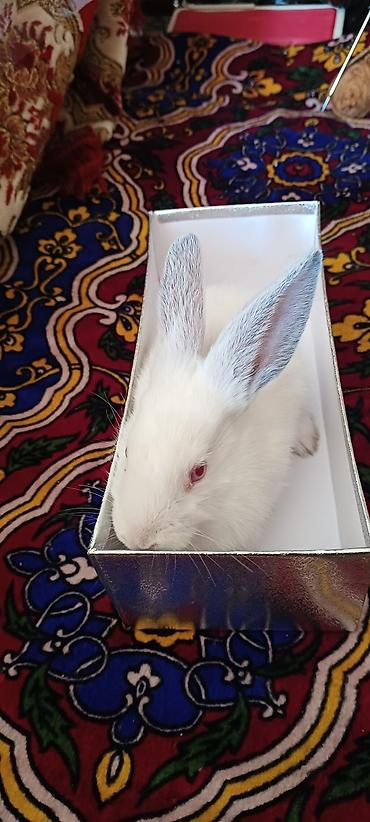 Декоративные кролики: Белые декоративные кролики - Окраc: полностью белый, у части малышей — 7