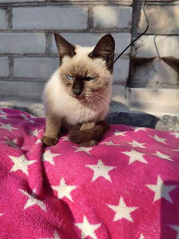 Котята домашние, короткошёрстные. 1) Окрас колорпойнт (кремовое тело