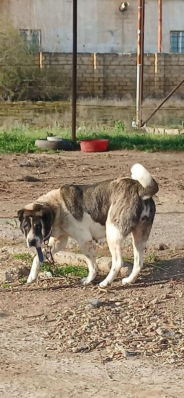 İtlər: Qurdbasar, 4 il, Dişi — 4