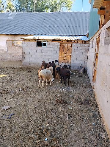 кукуруза цена бишкек: Продаю | Овца (самка), Ягненок — 6