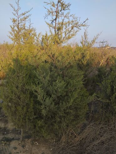 Şitillər: Satılır: iynəyarpaq şam ağacları (fidanlar) - Növ: Şam (Pinus) – — 15