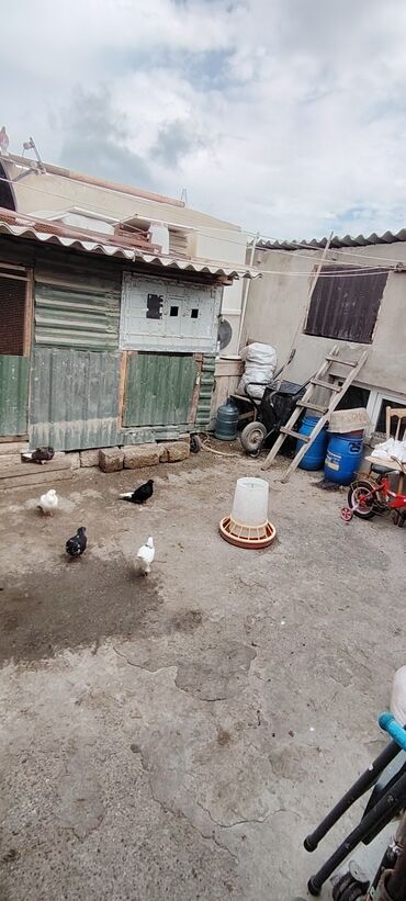 Köhnə tikili: Bakı, Bülbülə qəs., 3 otaqlı, Köhnə tikili, m. Koroğlu, 1 kv. m -da lalafo.az — 18 Köhnə tikili: Bakı, Bülbülə qəs., 3 otaqlı, Köhnə tikili, m. Koroğlu, 1 kv. m — 18