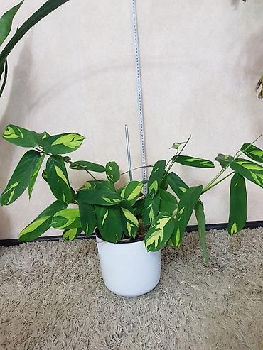 Монстеры: Продаются комнатные растения. Выращенные в домашних условиях и — 8