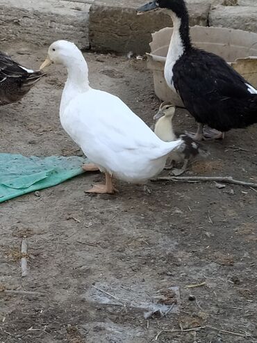 Digər quşlar: Qışqıran ördəklərdir✅️ Kəkilli var✅️ Bəzəkli var✅️ Sadəsi var✅️ Qara -da lalafo.az — 3 Digər quşlar: Qışqıran ördəklərdir✅️ Kəkilli var✅️ Bəzəkli var✅️ Sadəsi var✅️ Qara — 3