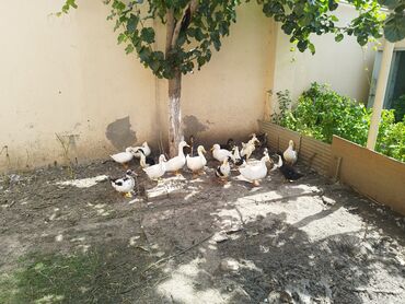 ruan ördək: Lal Pekin qarışıq sort ördəklər. Hər biri 12 manata satılır. Ən balaca