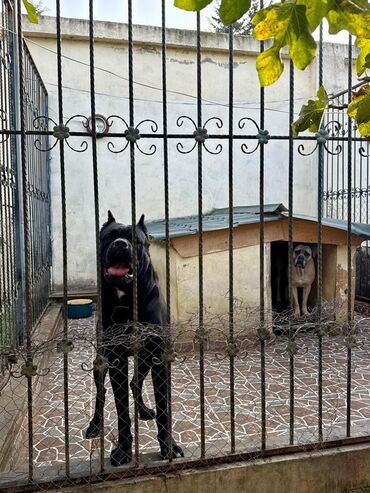 İtlər: Kane-Korso — 19