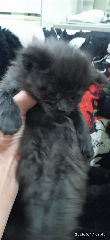 Продажа кошек: Мейн-кун, 1 месяц, Мальчик at lalafo.kg — 5 Продажа кошек: Мейн-кун, 1 месяц, Мальчик — 5
