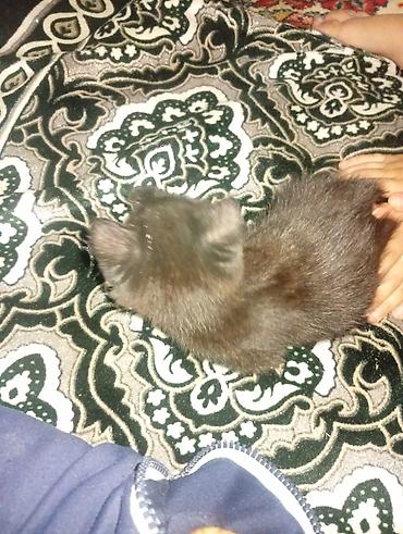 котик 1 месяц: Кошка даром: Беспородная, 1 месяц, Мальчик, Приучена к лотку — 1