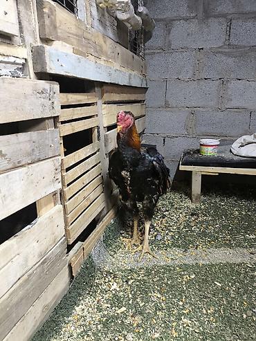 Куры, петухи: Продаю | Петух | Дакан | Для разведения, Для боев — 2