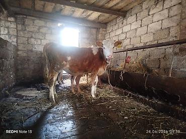 buzolar: Dana, buzov, Dişi, Simental, ay: 8, Damazlıq — 1