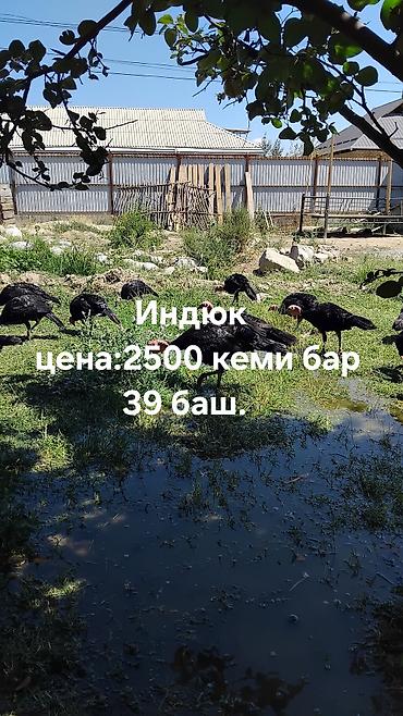 живой корм: Продаю | Индюк (самец) | На забой — 1