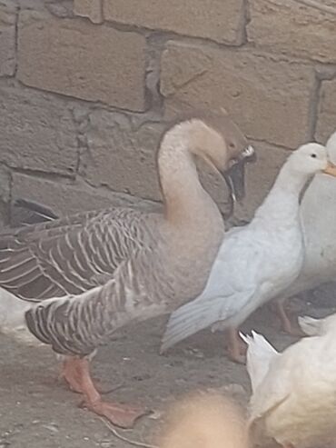 Toyuqlar: Toyuq, Ətlik, Ünvandan götürmə -da lalafo.az — 15 Toyuqlar: Toyuq, Ətlik, Ünvandan götürmə — 15