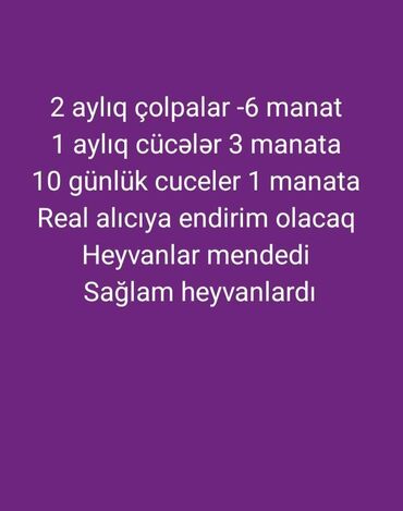 quş satisi: Cücə satışı sağlam heyvanlardı ödənişli çatdırılma var