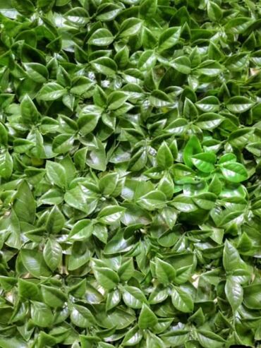 Süni güllər: Süni yaşıl divar paneli müxtəlif yaşıl yarpaqların və qırmızı — 40