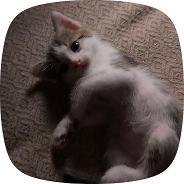 Кошки: Кошка даром: Беспородная, 2 месяца, Мальчик, Приучена к лотку, Проглистована — 2