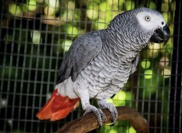 корм витакрафт для волнистых попугаев: Попугай Жако взрослый. Умный, знает много слов и хорошо подражает