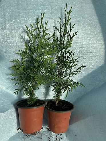 Туя: Туя западная — саженцы в контейнерах - Вид: Thuja occidentalis (туя — 5