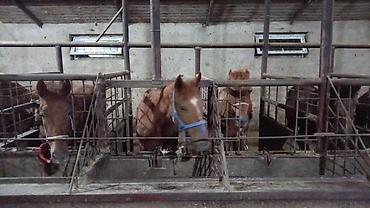 Лошади, кони: Продаю | Кобыла (самка), Конь (самец), Жеребец — 1