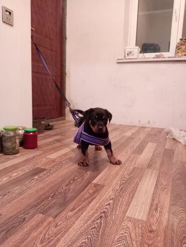 enzo шампунь отзывы: Təmiz rootvelir balasıdır istəsəniz narahat edə bilersiniz