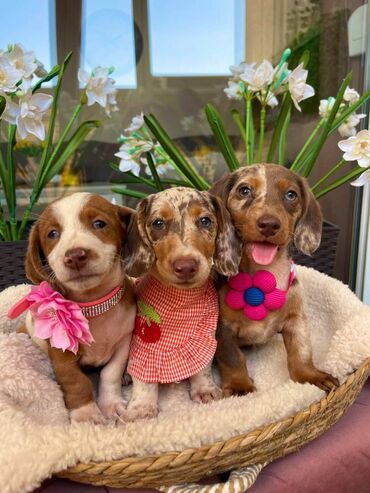 Psi: Odgajivacnica pasa "Happy Puppies" ima u ponudi prelepe stence mini — 1