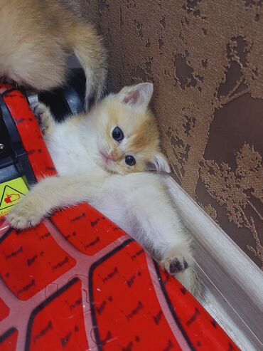 Pişiklər: Qızıl şinşilla, Erkək, Dişi, Yaxşı əllərə, Ünvandan götürmə -da lalafo.az — 4 Pişiklər: Qızıl şinşilla, Erkək, Dişi, Yaxşı əllərə, Ünvandan götürmə — 4