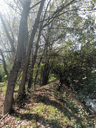 Həyət evləri və villaların satışı: Torpaq bağ sahəsi 42 sot meyvə baği satıram -da lalafo.az — 19 Həyət evləri və villaların satışı: Torpaq bağ sahəsi 42 sot meyvə baği satıram — 19