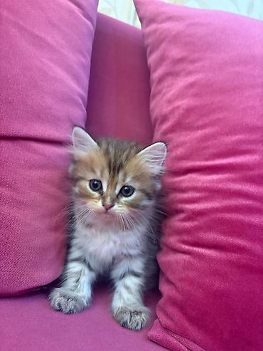 шиншилла кот: Шиншилла, Самка — 1