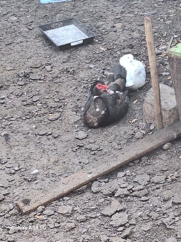 Toyuqlar: Təsərrüfat üçün müxtəlif ev quşları - Toyuqlar və xoruz: şəkillərdə — 4